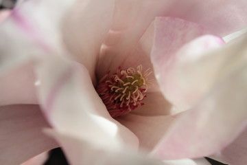 Magnolia