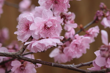 Cherry blossom 2