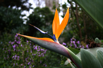 Bird of Paradise