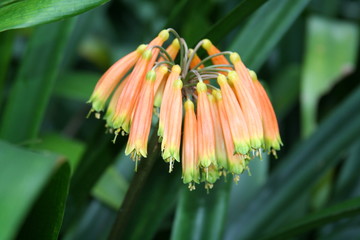 Unknown Flowers