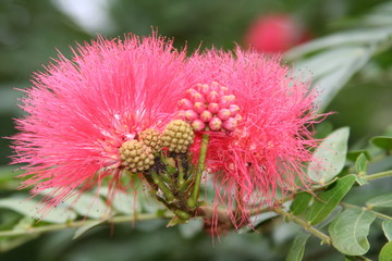 Bottle Brush Flowers