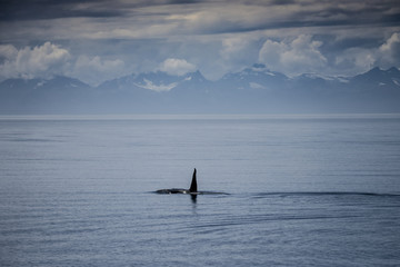 Orca and Baranof Island, Alaska