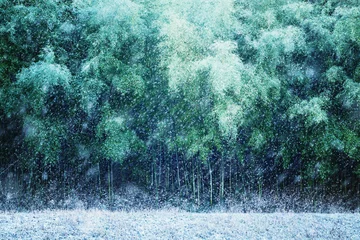 Photo sur Aluminium Bambou Bambou, forêt de bambous, hiver, paysage de neige