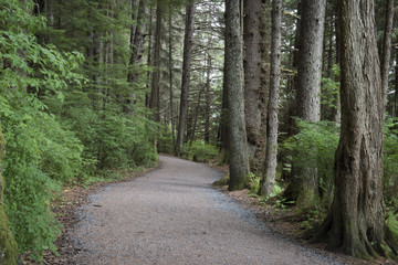 Obraz premium Walking Trail, Sitka
