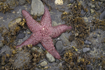 Starfish, Sitka Beach