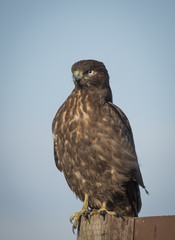 Red Tailed Hawk, Point Reyes