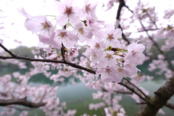 桜