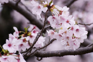 桜
