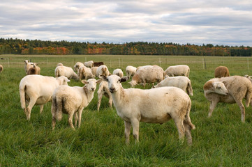 Fototapeta na wymiar Sheep in a Field during Fall Season