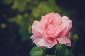 Pink Rose Blooming in Garden. Delicate pink roses on the green background