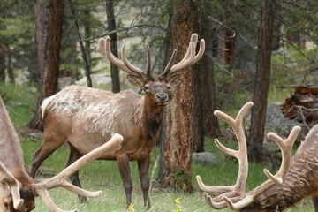 Bull elk