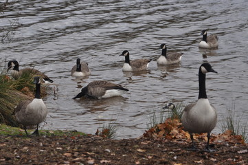 Wildgänse im Wasser. Zugvögel bei Rast