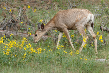 Elk calf grazing