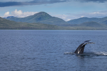Humpback Whale Fluke, Frederick Sound, Alaska