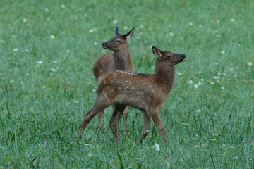 Elk calves playing © davidhoffmann.com