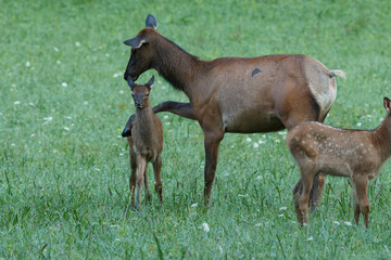 Elk calves playing