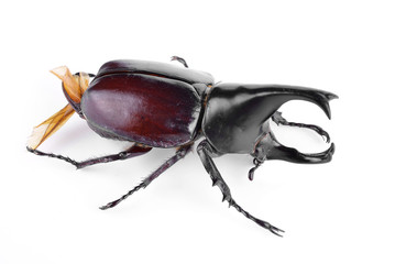 Black beetles isolated on white background.