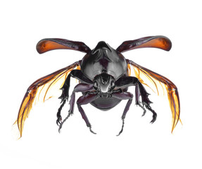 Black beetles isolated on white background.