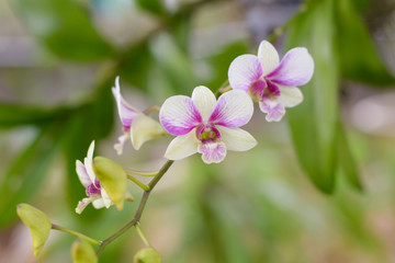 Obraz na płótnie Canvas Purple, pink branch orchid flowers, Orchidaceae, Phalaenopsis