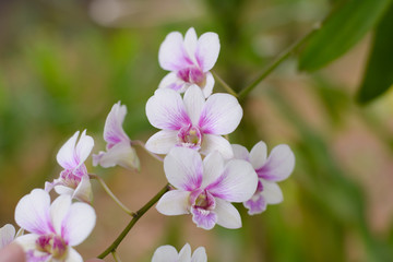 Purple, pink branch orchid flowers, Orchidaceae, Phalaenopsis