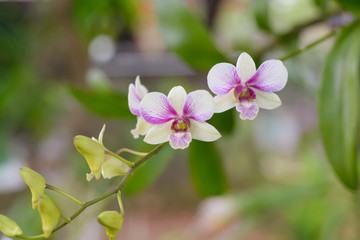 Purple, pink branch orchid flowers, Orchidaceae, Phalaenopsis