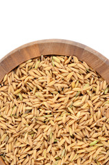 paddy seeds rice on white background