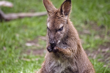 red necked wallaby