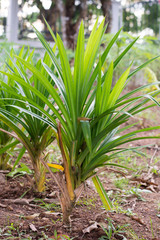 Pandan tree