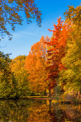 autumn forest landscape.  Golden autumn scenery. Autumn. Fall. Autumnal Park. Autumn Trees and...