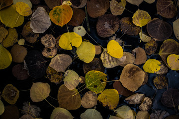 Fall Leaves