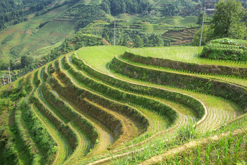 terraced fields