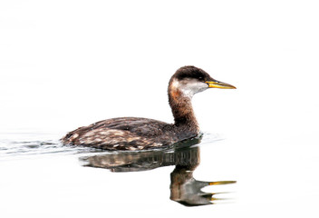 Red-necked Grebe in Winter Plummage, Vancouver, Island, Canada