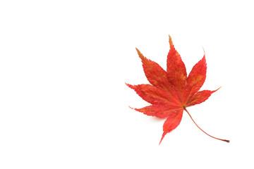 Japanese red maple isolated