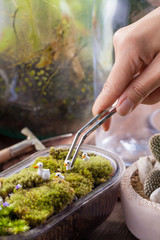 A terrarium garden scene in a bowl decorated with duck family minature toy using stainless forceps