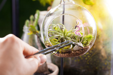 A terrarium garden scene in glass ball shape with Tillandsia, pebbles and flamingo toy inside and...
