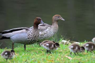 Fototapeta premium Australian Wood Duck or Maned Duck (Chenonetta jubata) in Australia