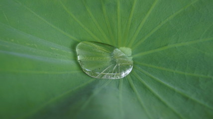 Drops of water on a lotus leaf