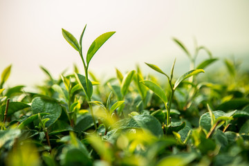Obraz premium Green tea bud and fresh leaves. Tea plantations.
