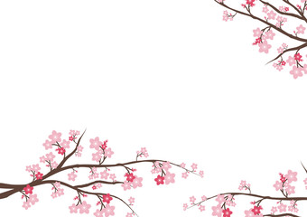 Cherry blossom flowers background. Sakura  pink flowers  backgro