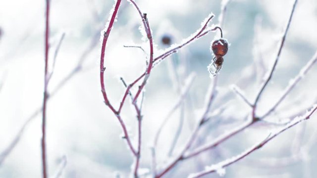 Winter nature background with hoarfrost on briar branches. 4K realtime video
