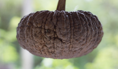 pumpkin thailand in to the background