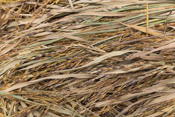 Paddy rice, rice grain yield or Golden ear of rice