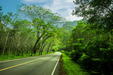 Beautiful road in the  beautiful trees