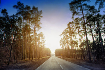 asphalt road and forest