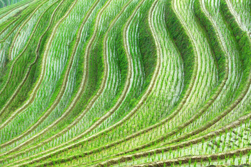 Fototapeta premium terraced fields