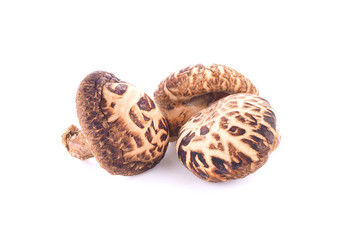 Shiitake