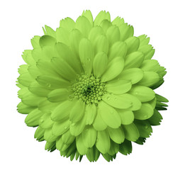 Flower calendula blossoms green,  with dew, white isolated background with clipping path. no shadows. Closeup with no shadows. Nature.