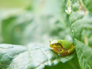 ニホンアマガエル　葉
