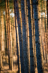 Magic lights in forest