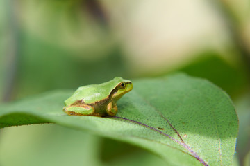 ニホンアマガエル